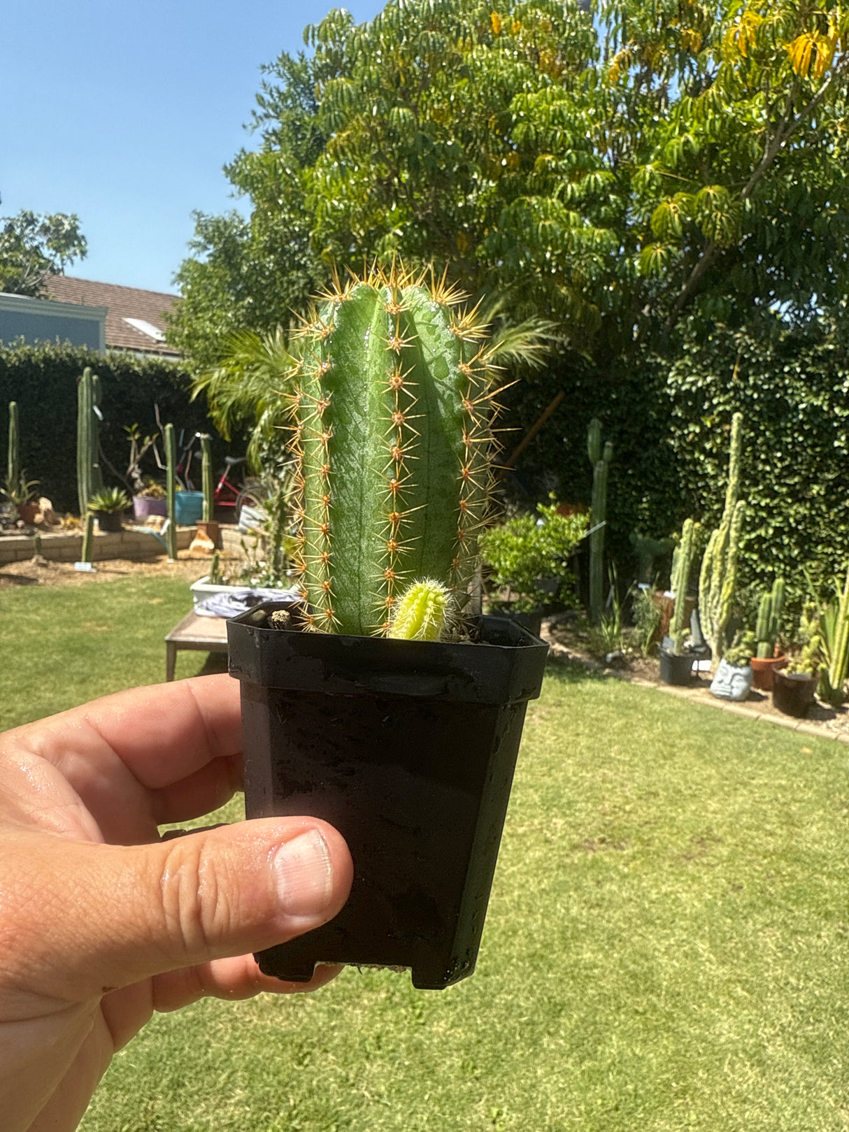 Colossus x VRG (Cuttings)