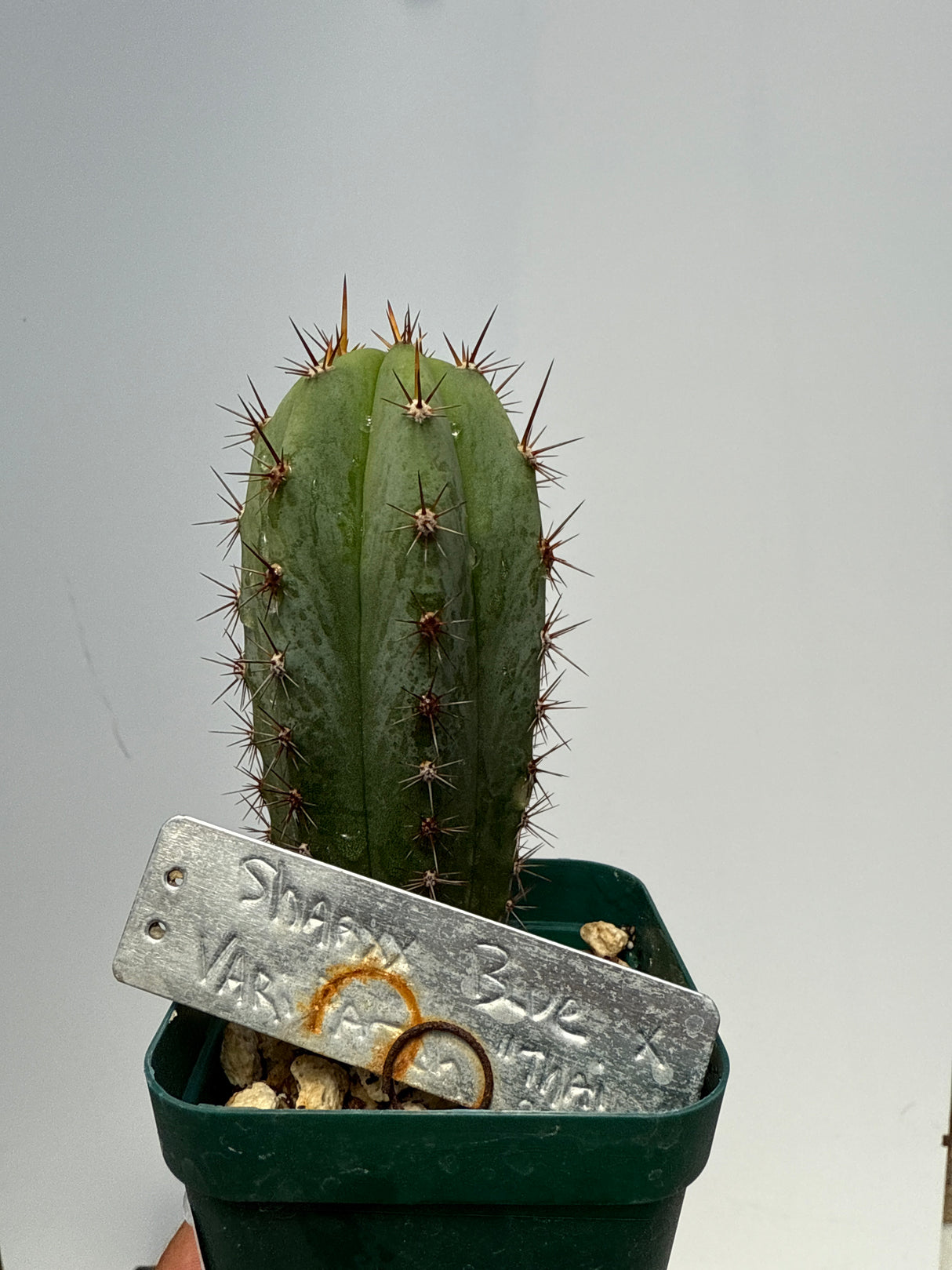 Sharxx Blue x Vari Thai Clone