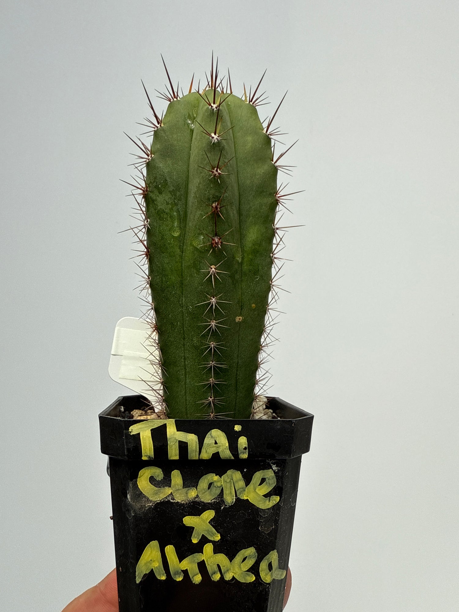 Vari. Thai Clone x Althea