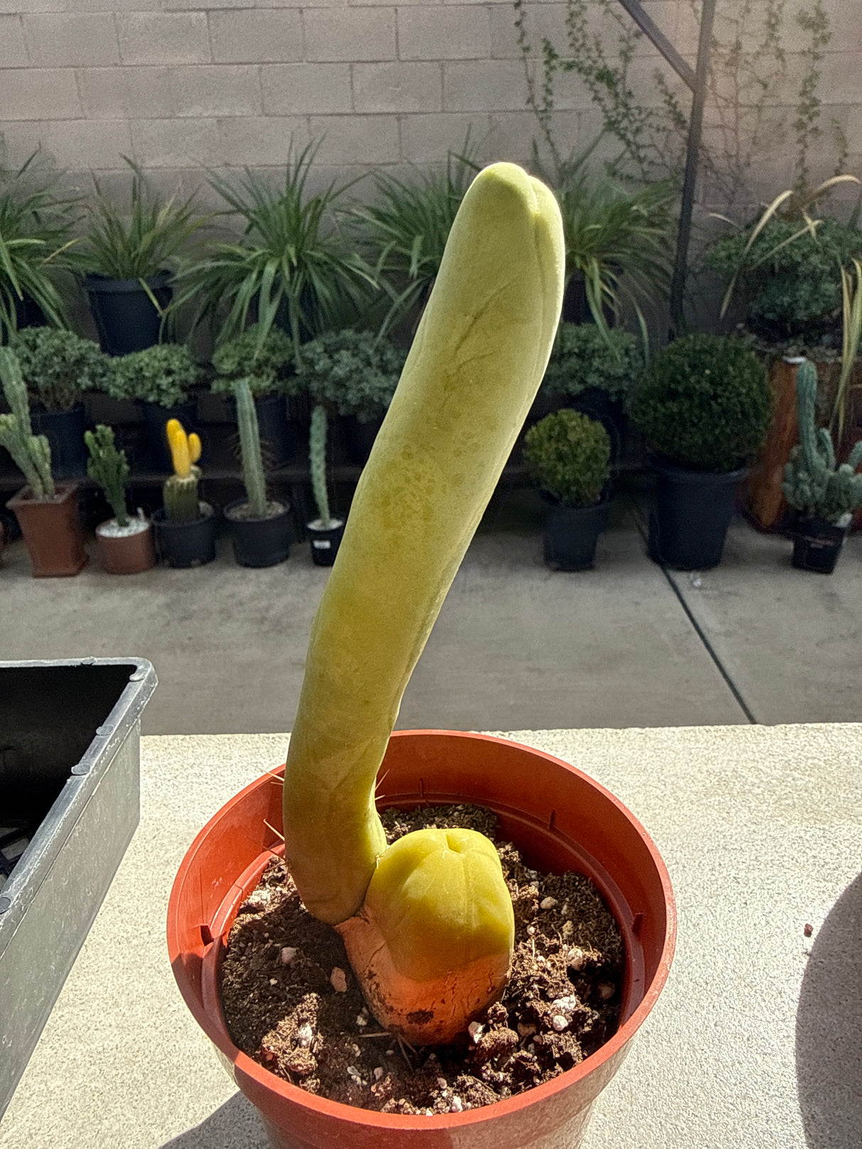 TBM B - Columnar Cactus Clone
