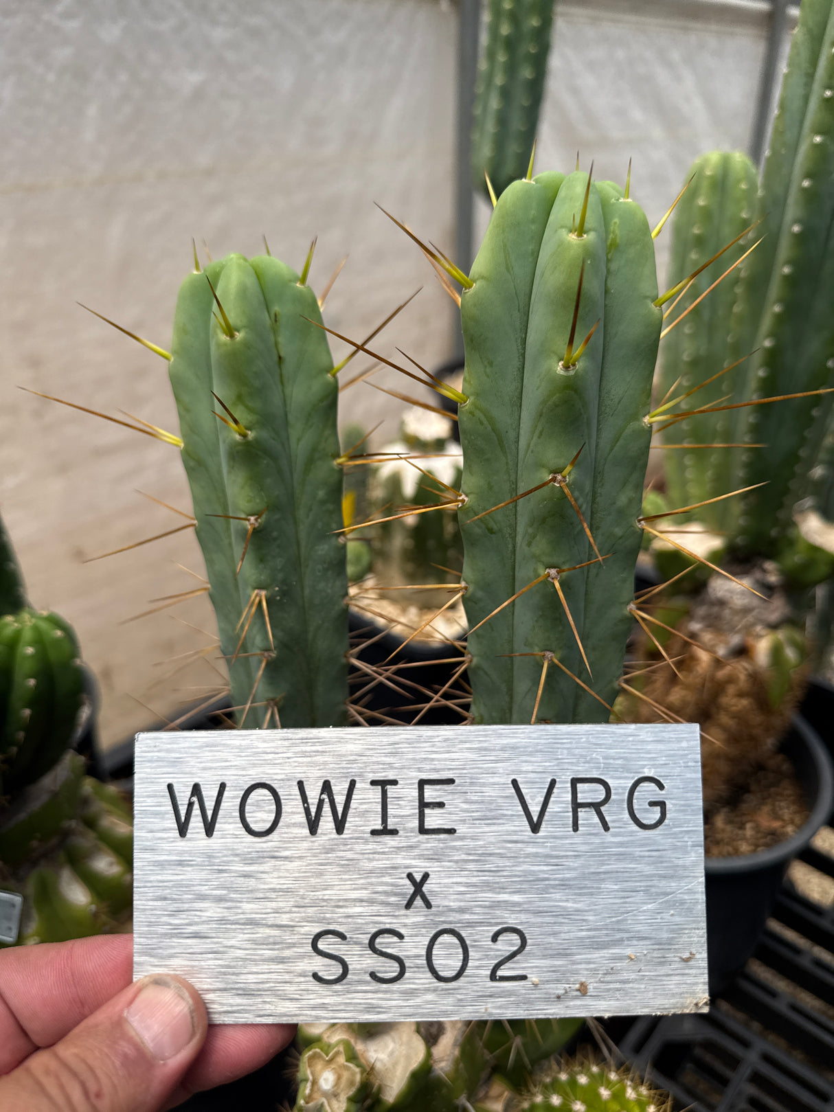 Wowie VRG x SS02 (Rooted Plants)