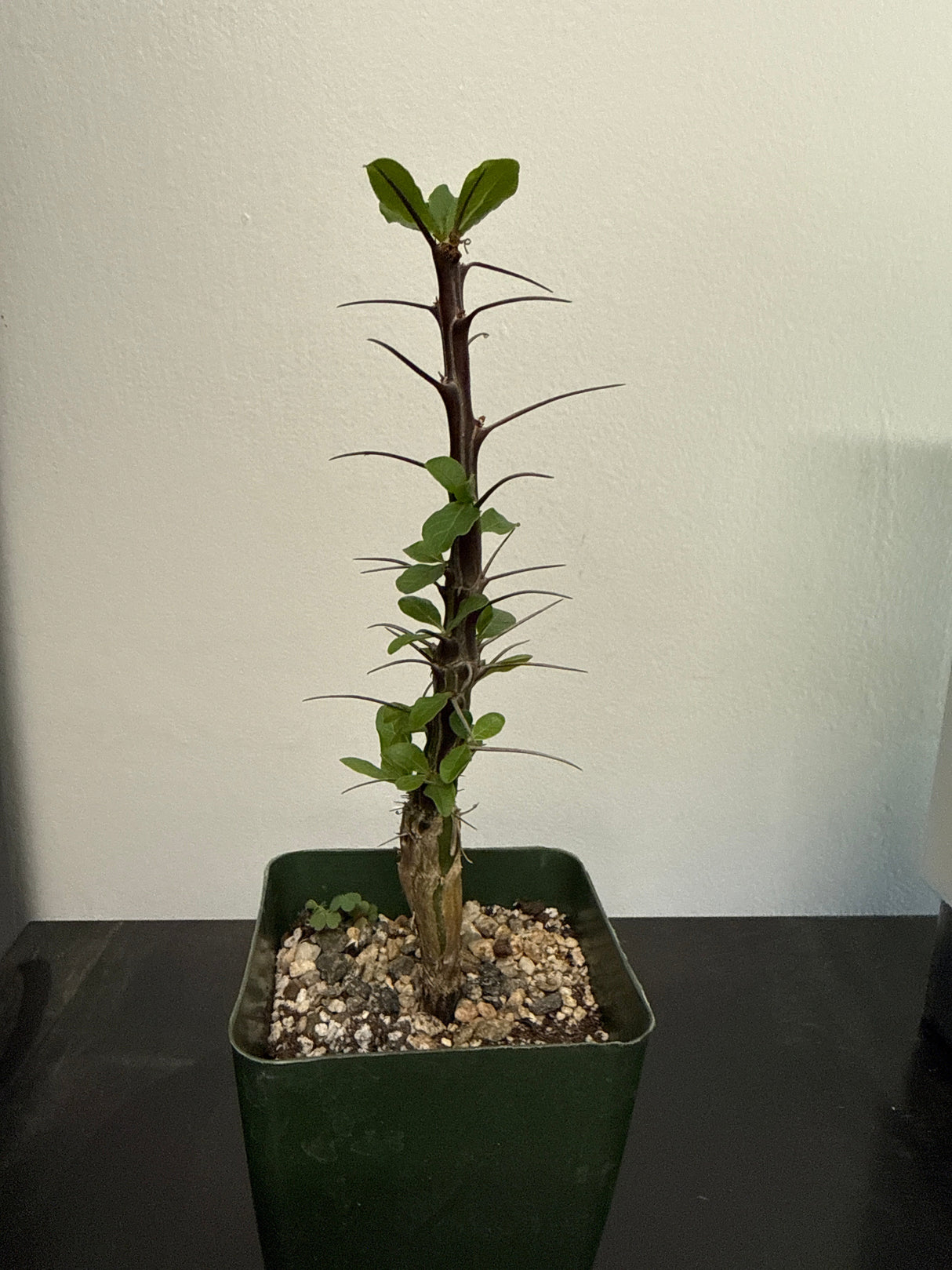 Fouquieria macdougalii – Mexican Tree Ocotillo