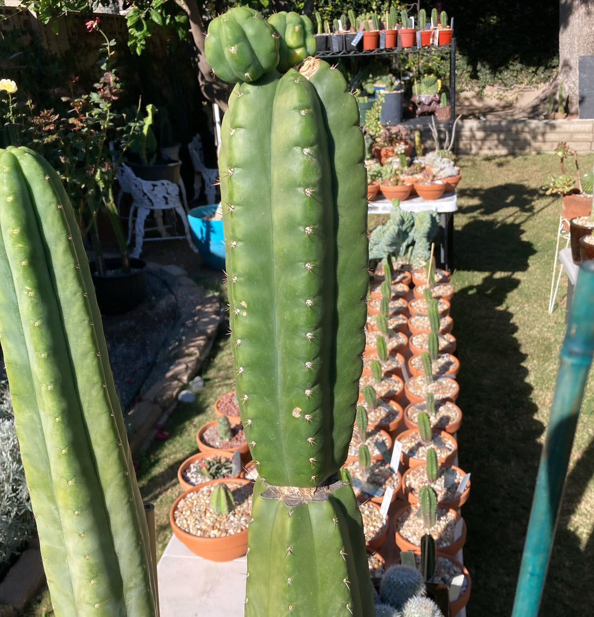 Eck-Columnar Cactus Clone
