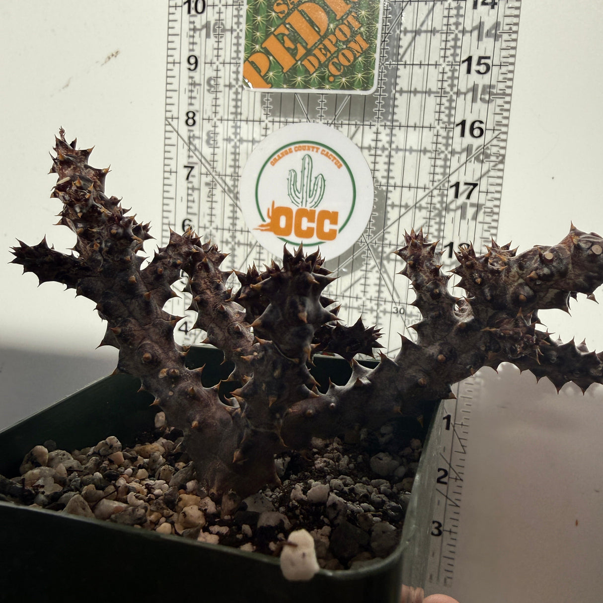 Edithcolea Grandis