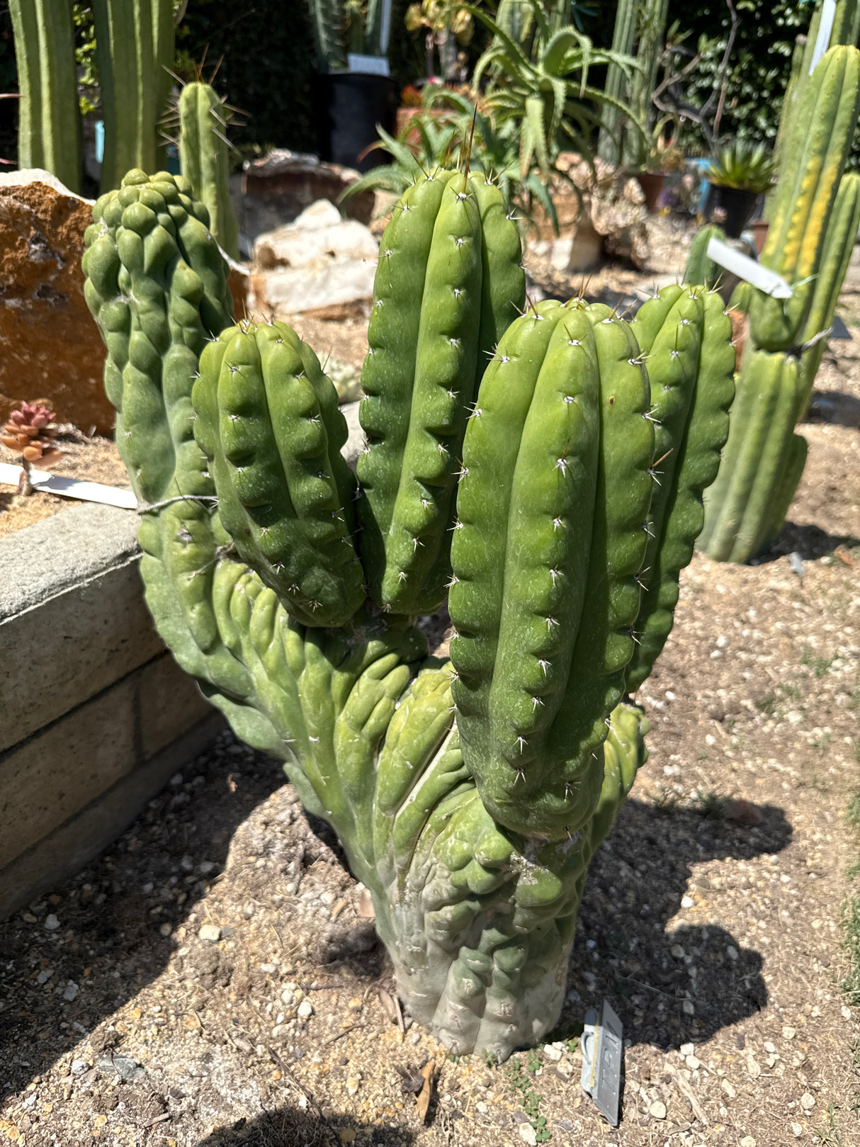 TPMC (Rooted Plants)