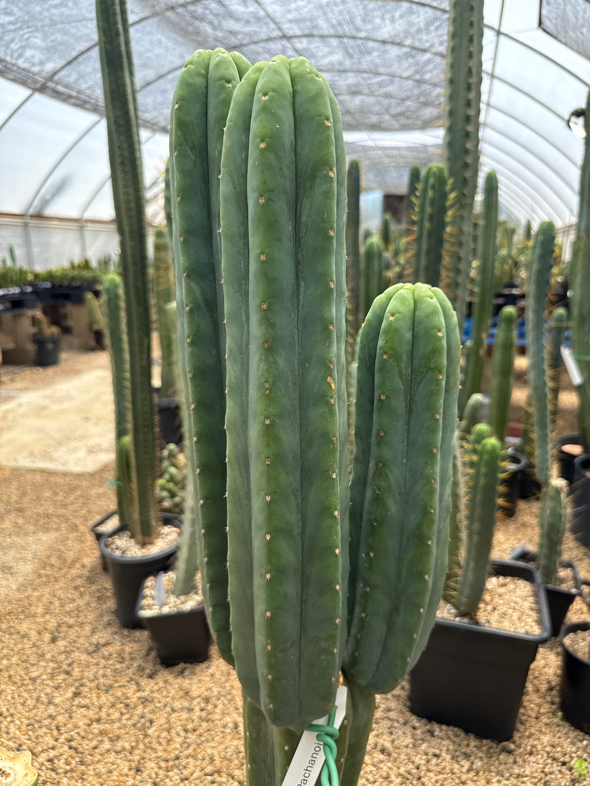 DeCosta (Rooted Plants)