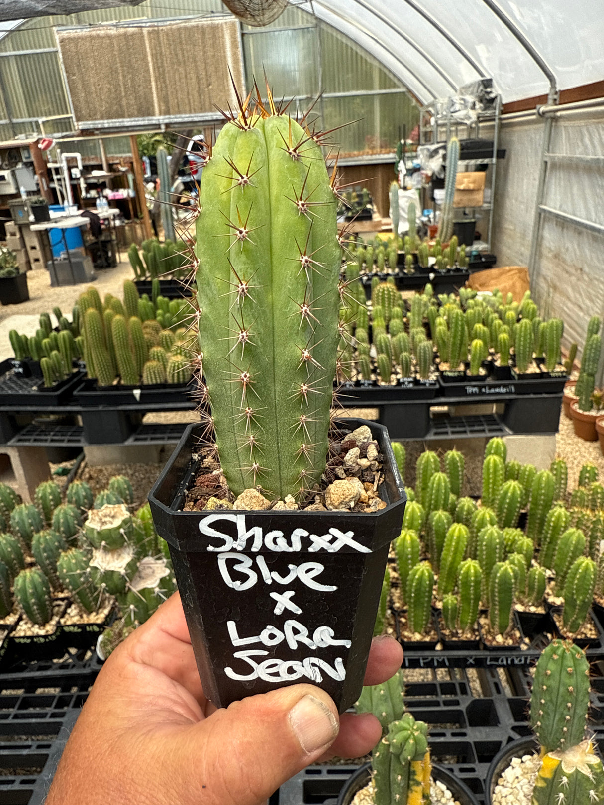 Sharxx Blue x Lora Jean