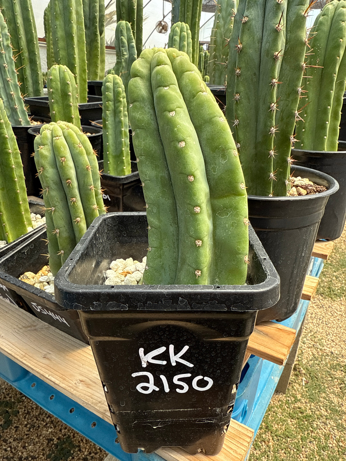 KK 2150 (Cuttings)