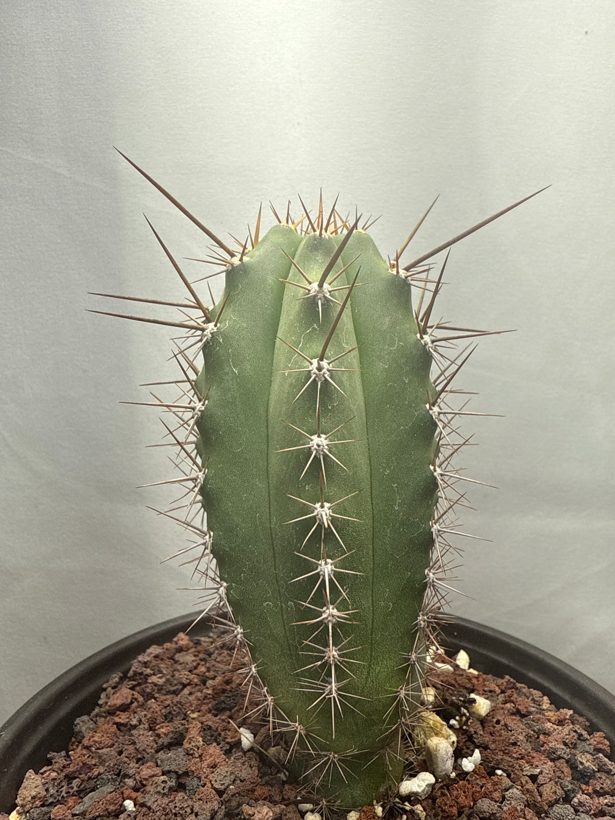 Los Gentiles x Althea