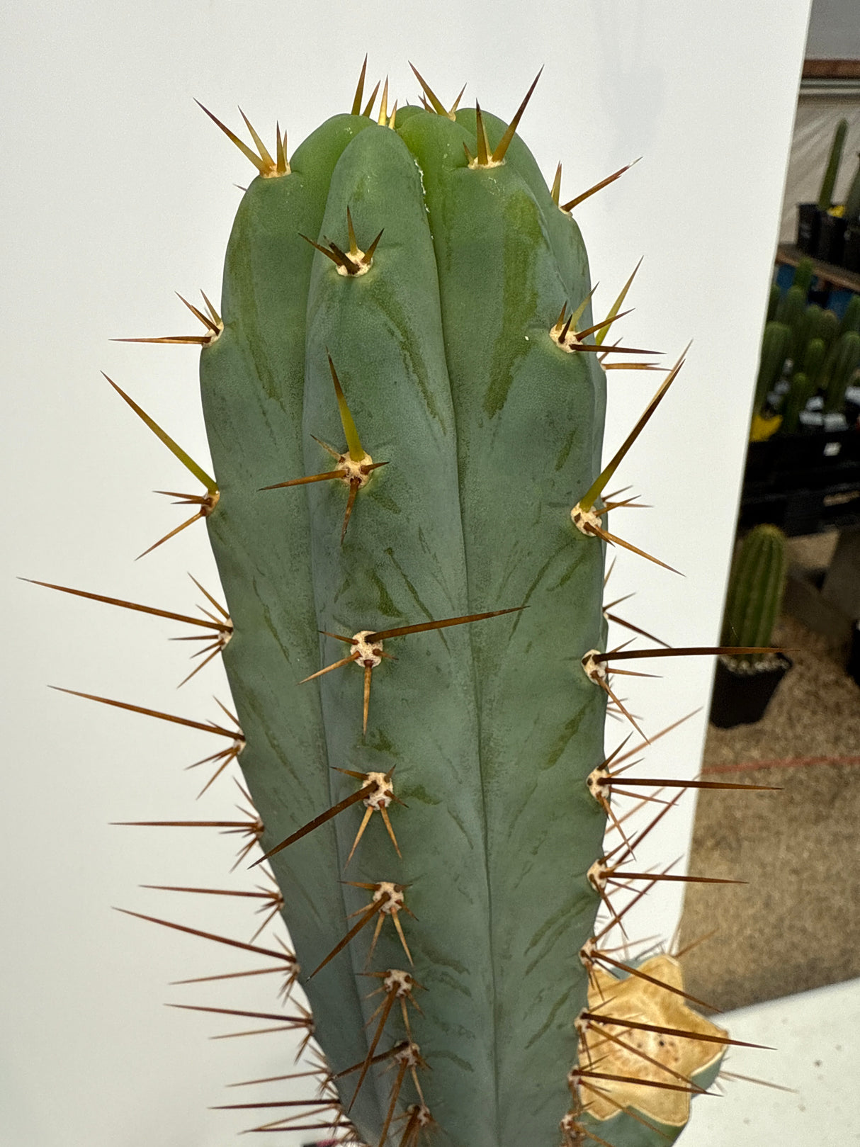 Los Gentiles (Grafts)