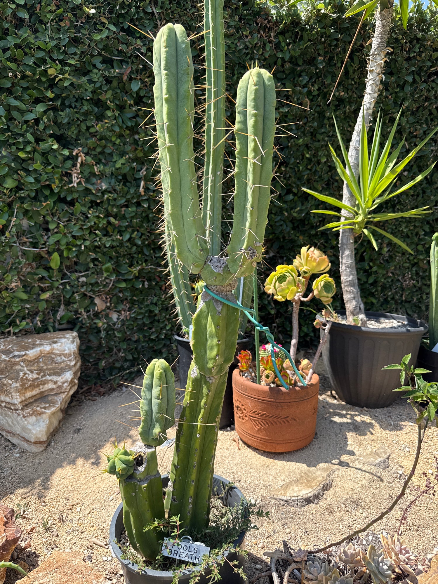 Fools Breath (Rooted Plants)