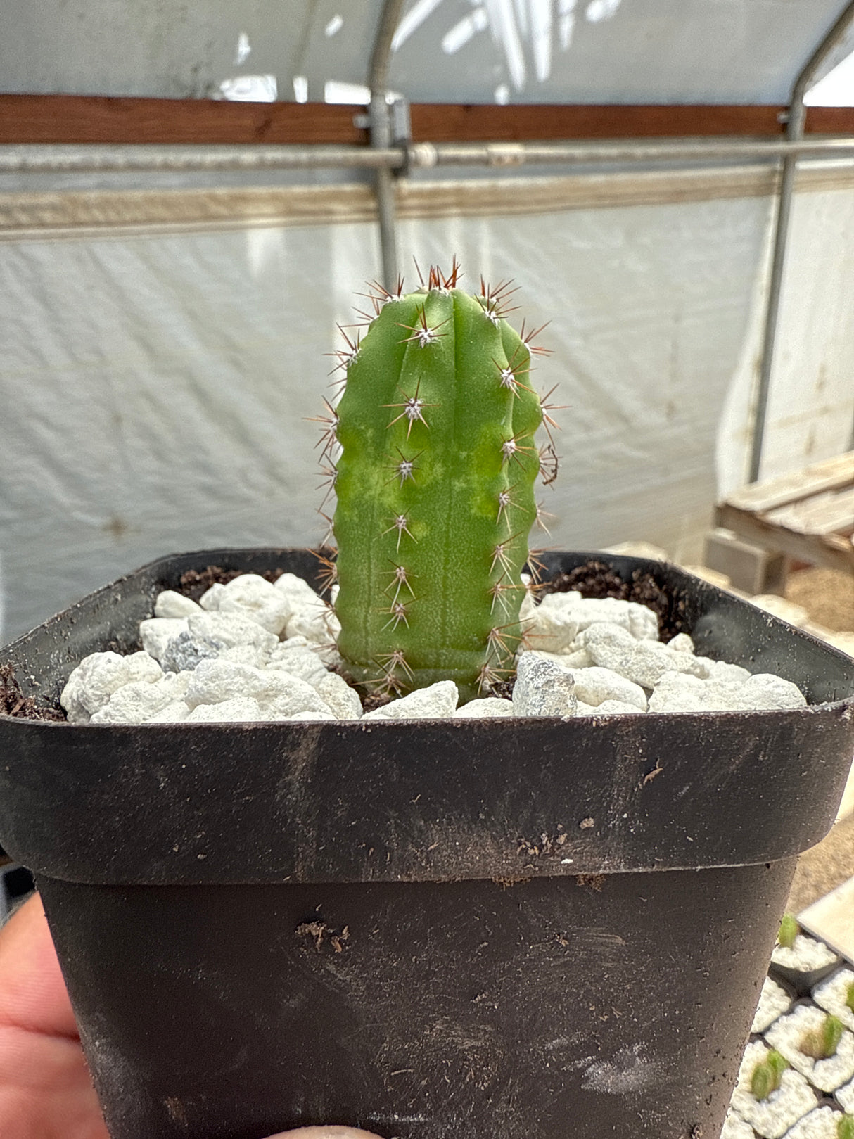 DeCosta x Marty (Seedlings)