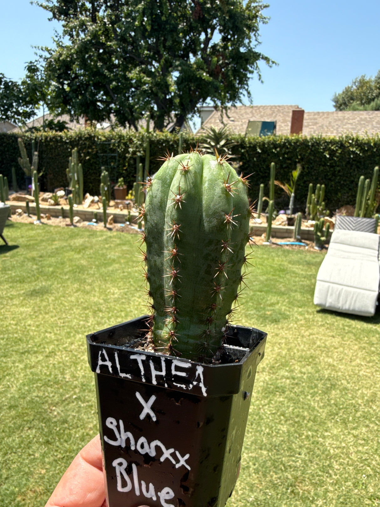 Althea x Sharxx Blue