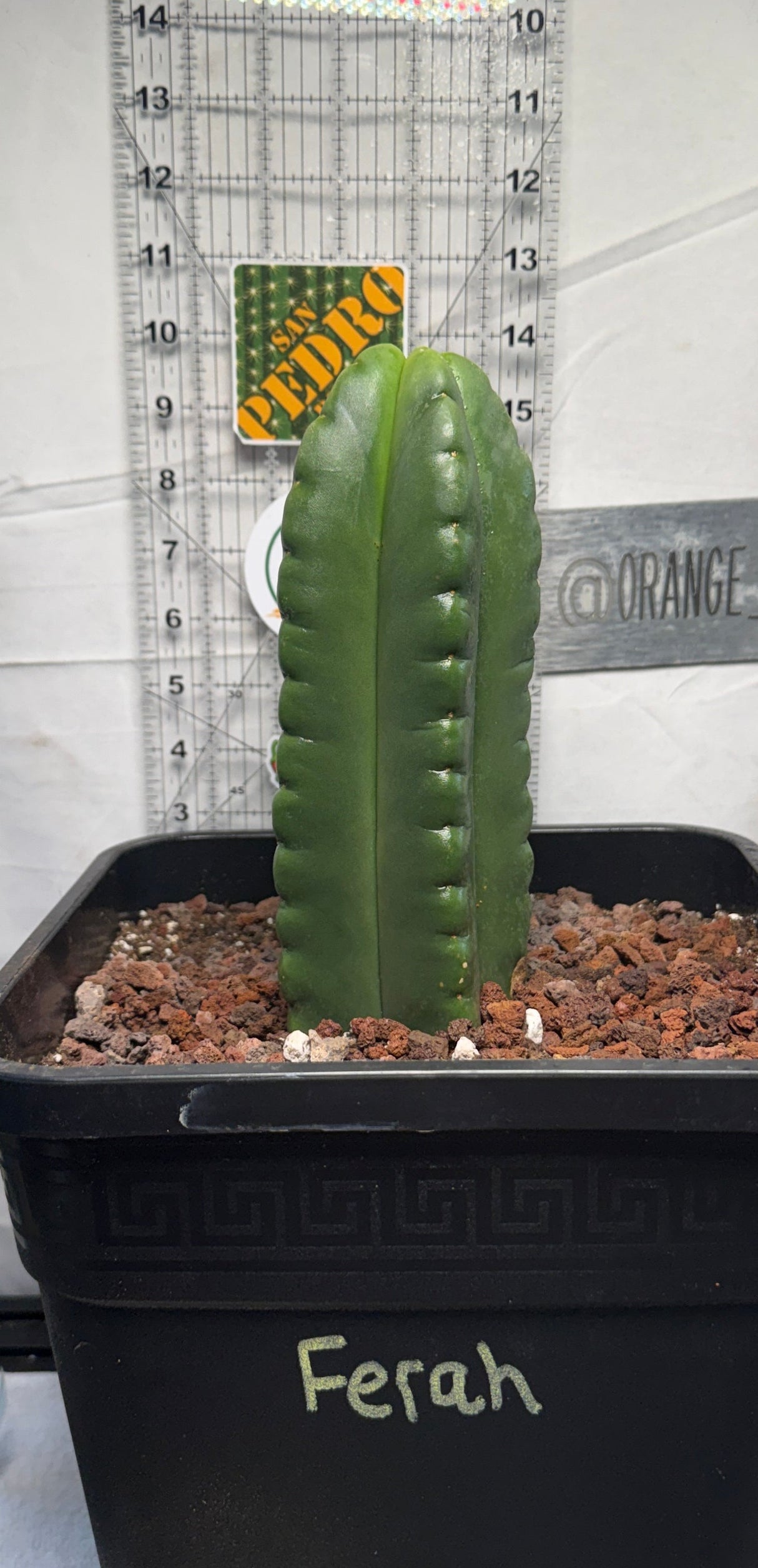 Ferah- Columnar Cactus Clone