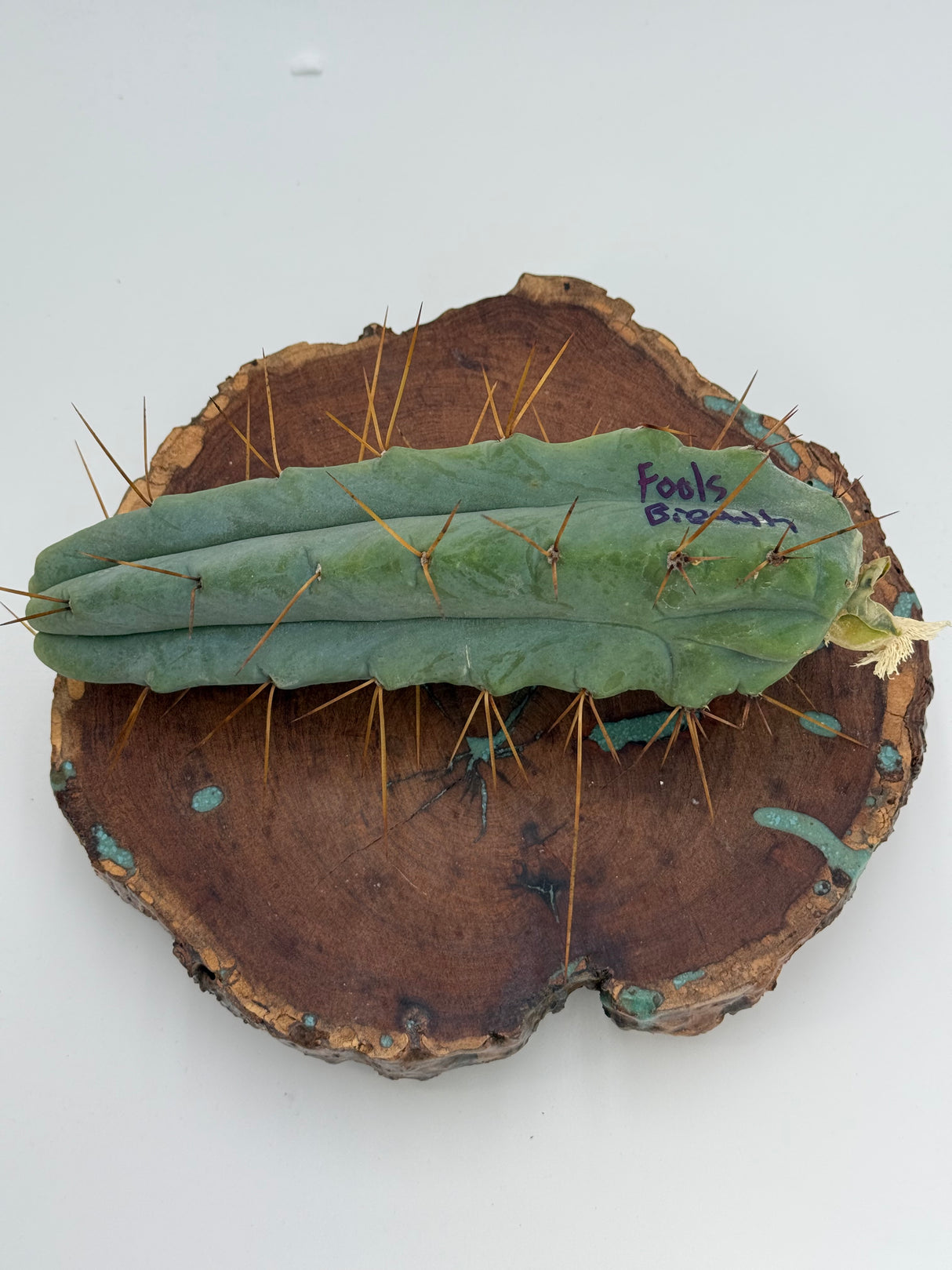 Fools Breath (Cuttings)