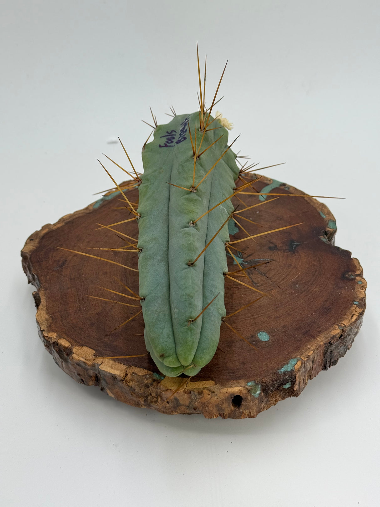 Fools Breath (Cuttings)