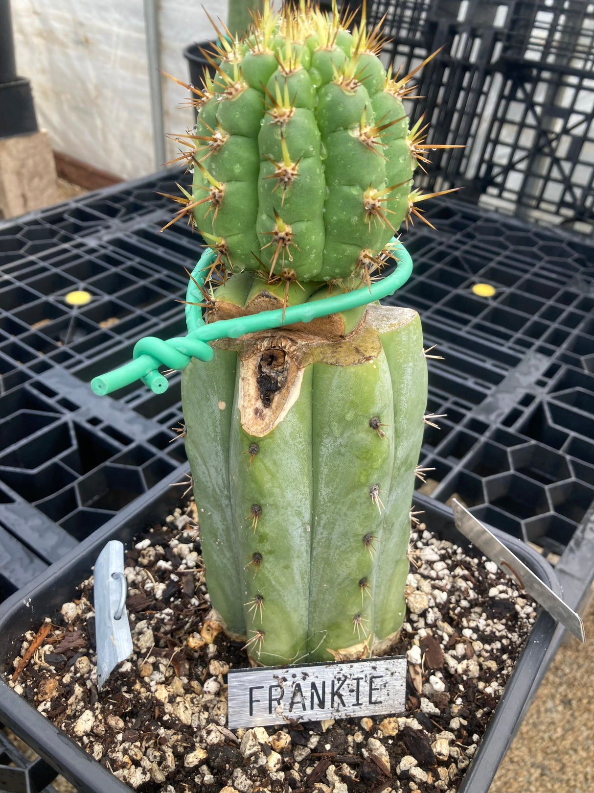 Frankie - Columnar Cactus Clone