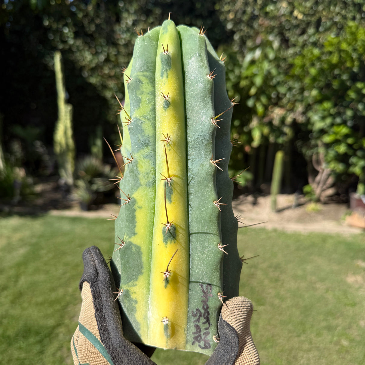 Shooting Star VRG - Columnar Cactus Hybrid