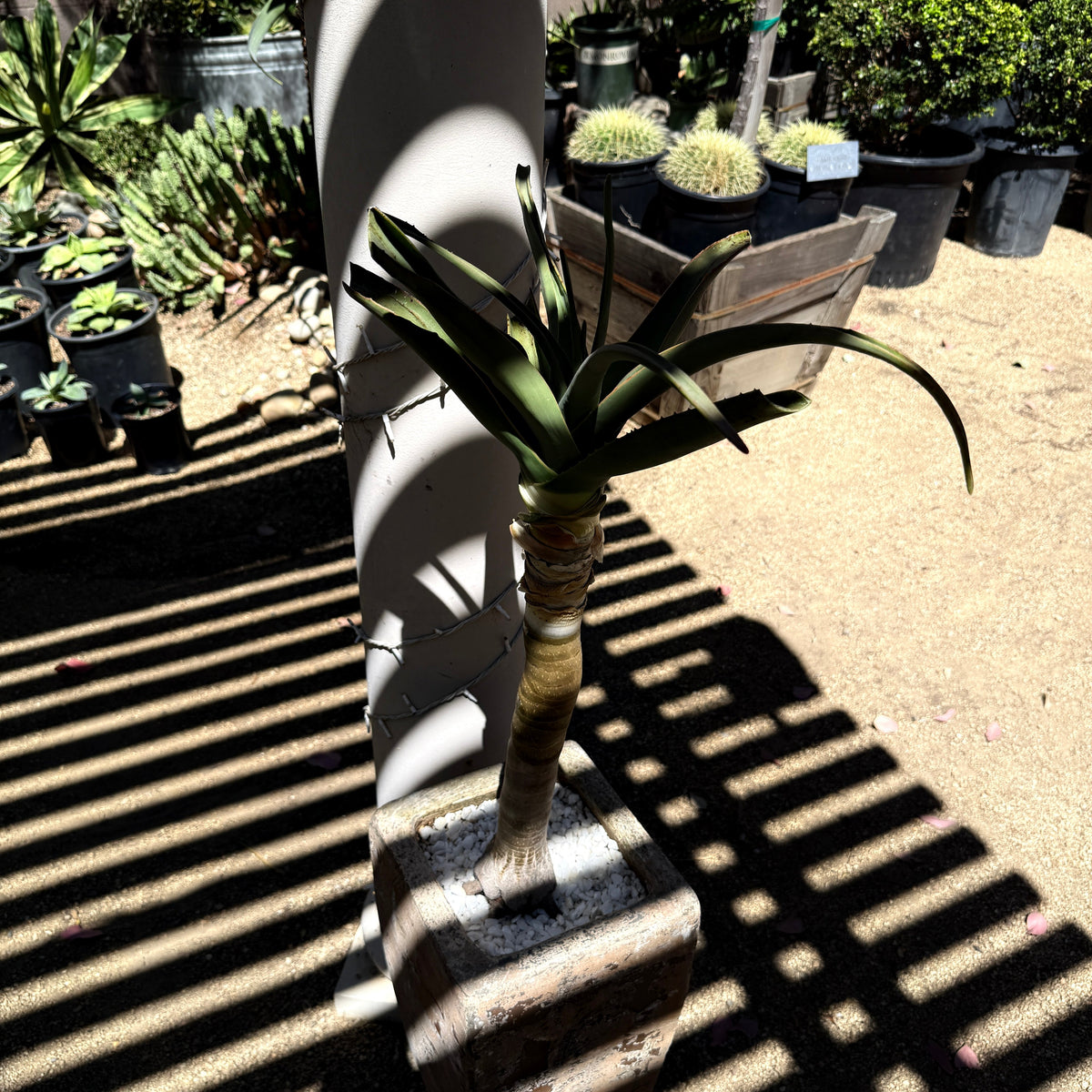 Aloe 'Hercules' – Tree Aloe
