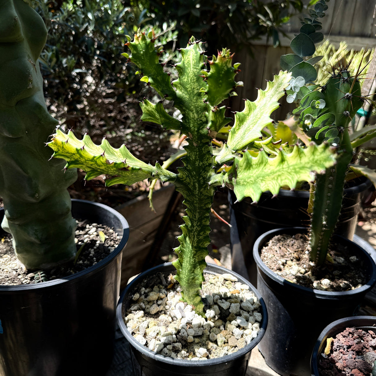 Euphorbia lactea 'Variegata' – White Ghost / Dragon Bones