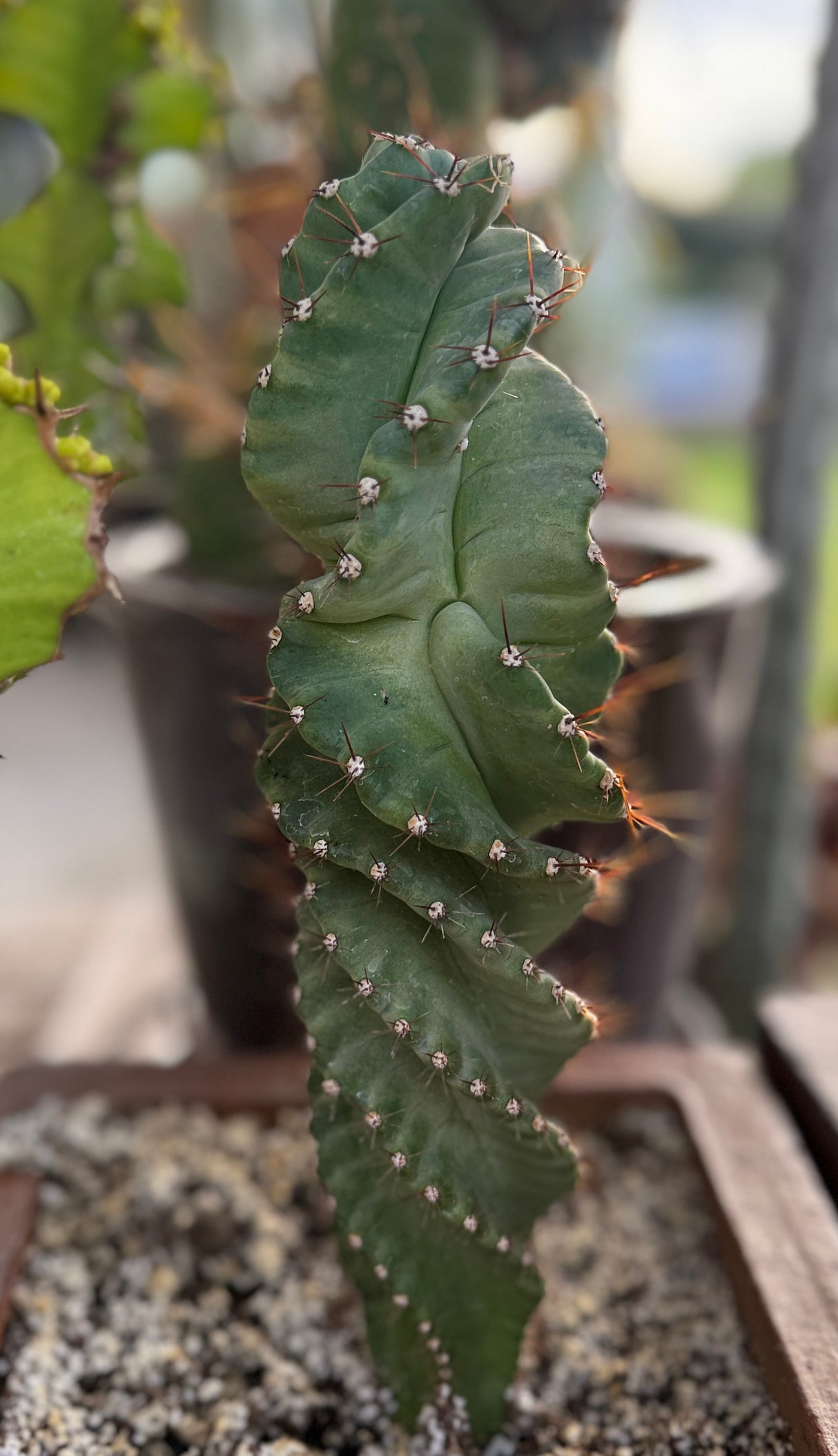 Cereus forbesii 'Spiralis' - Spiral Cactus