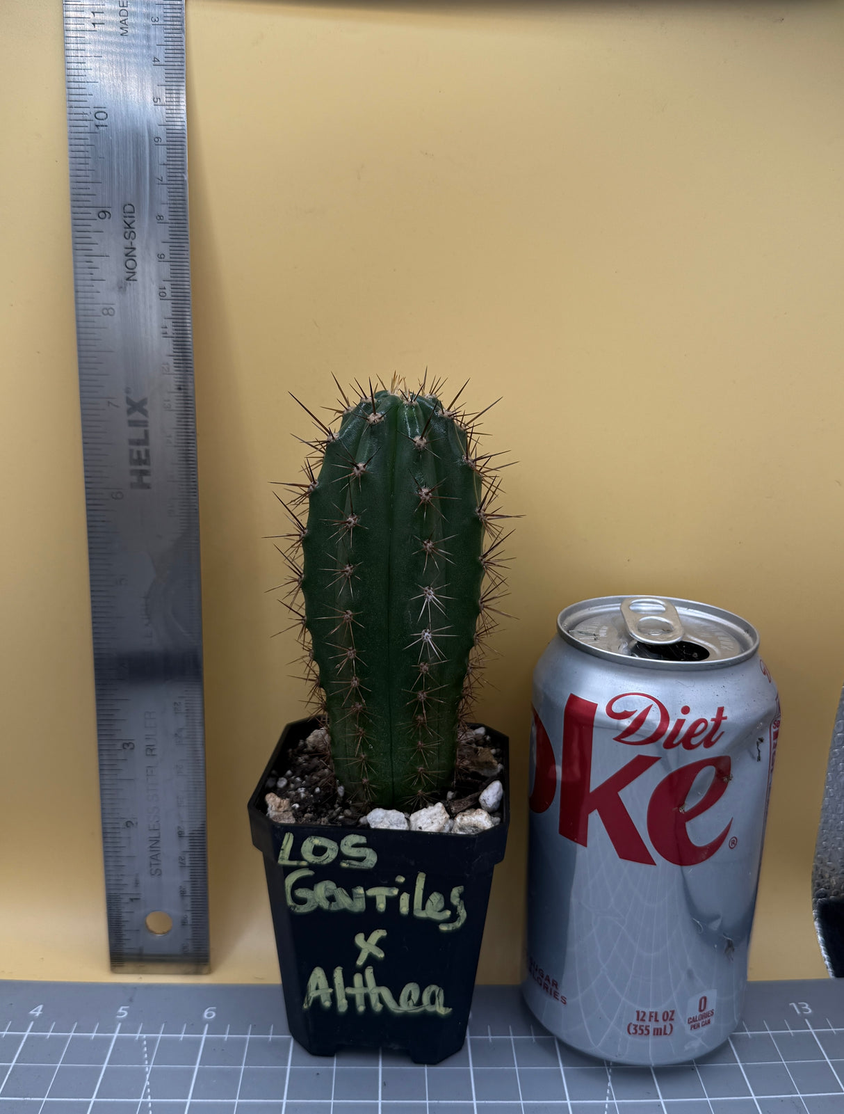 Los Gentiles x Althea