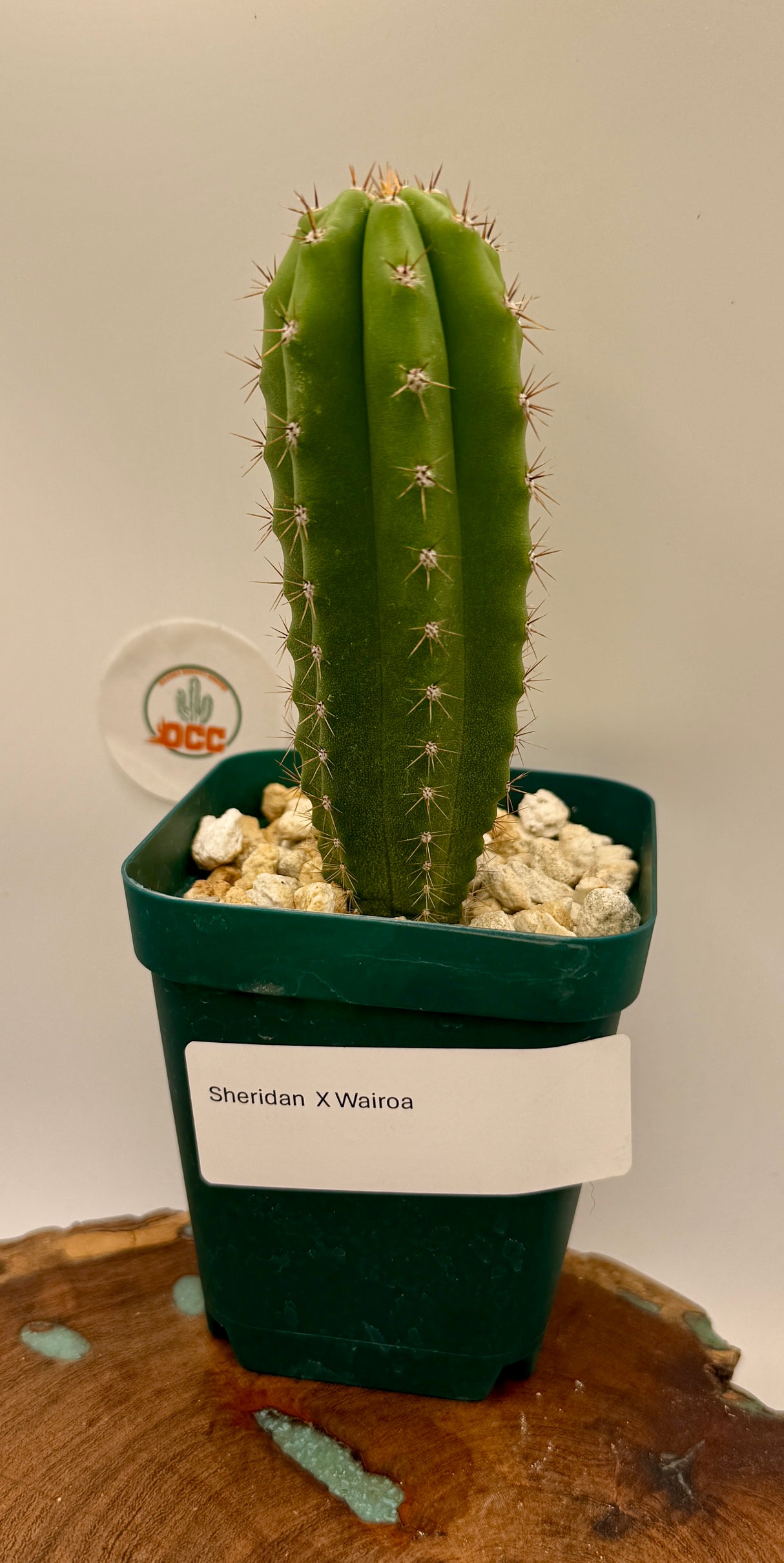 Sheridan x Wairoa