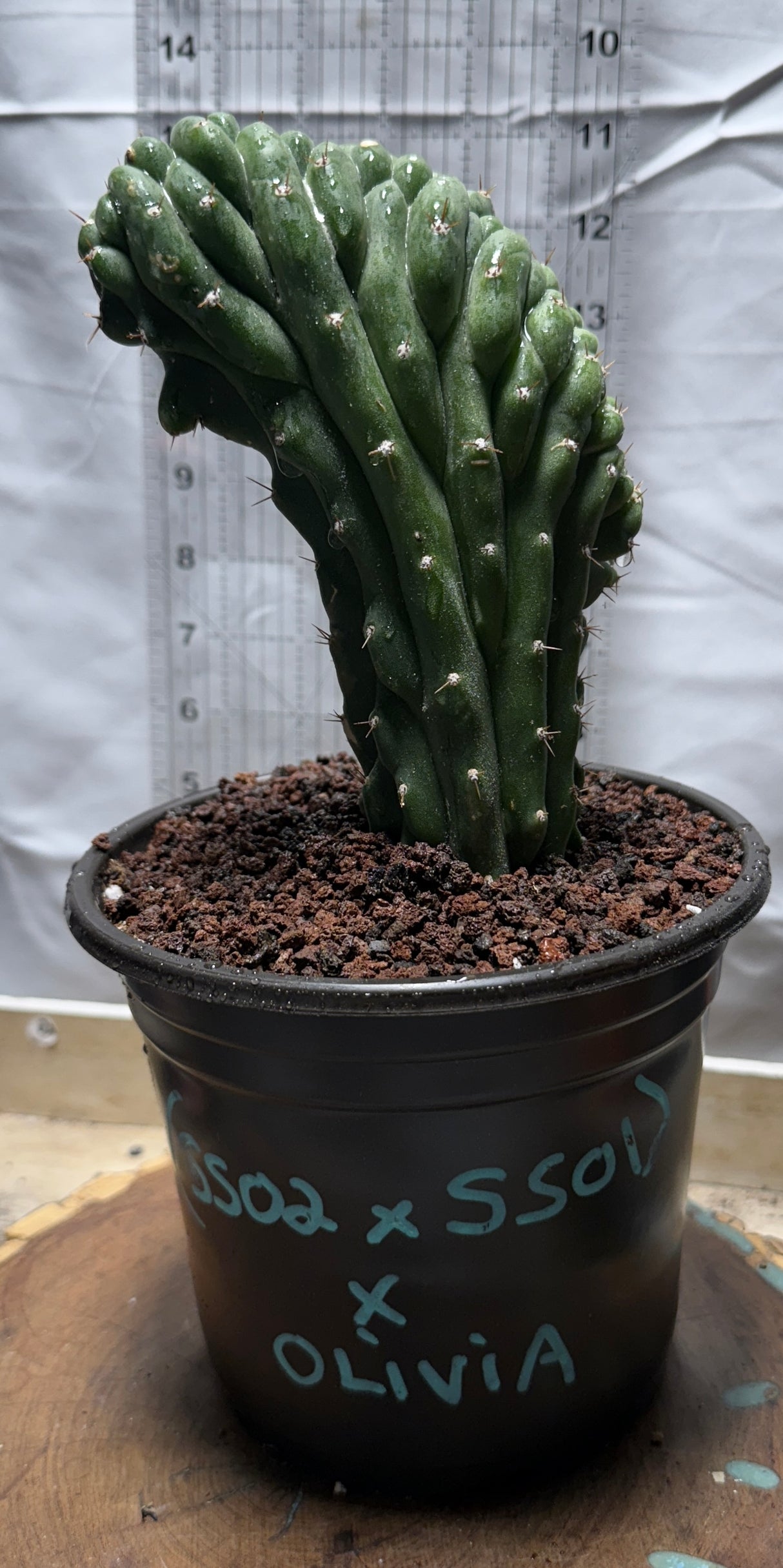 (SS02 x SS01) x Olivia