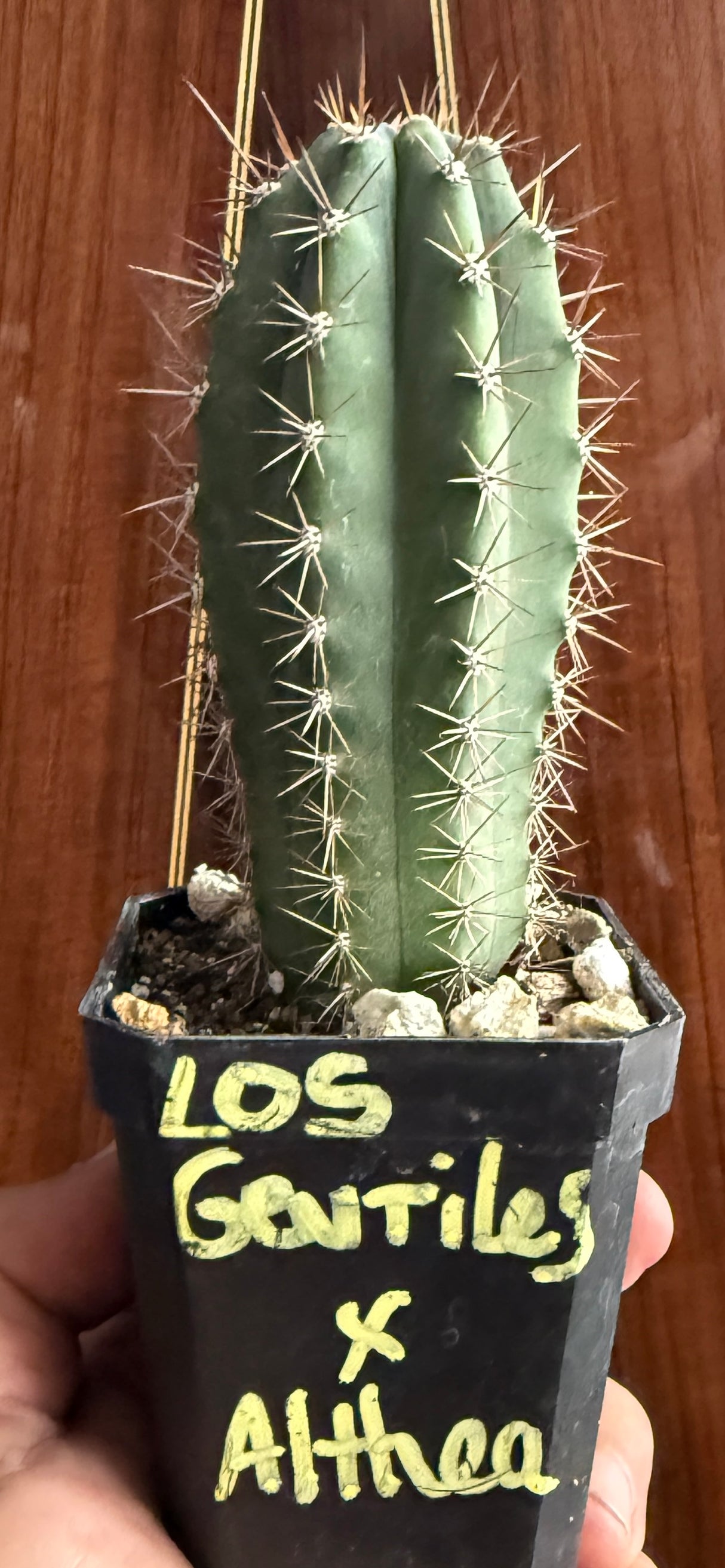 Los Gentiles x Althea