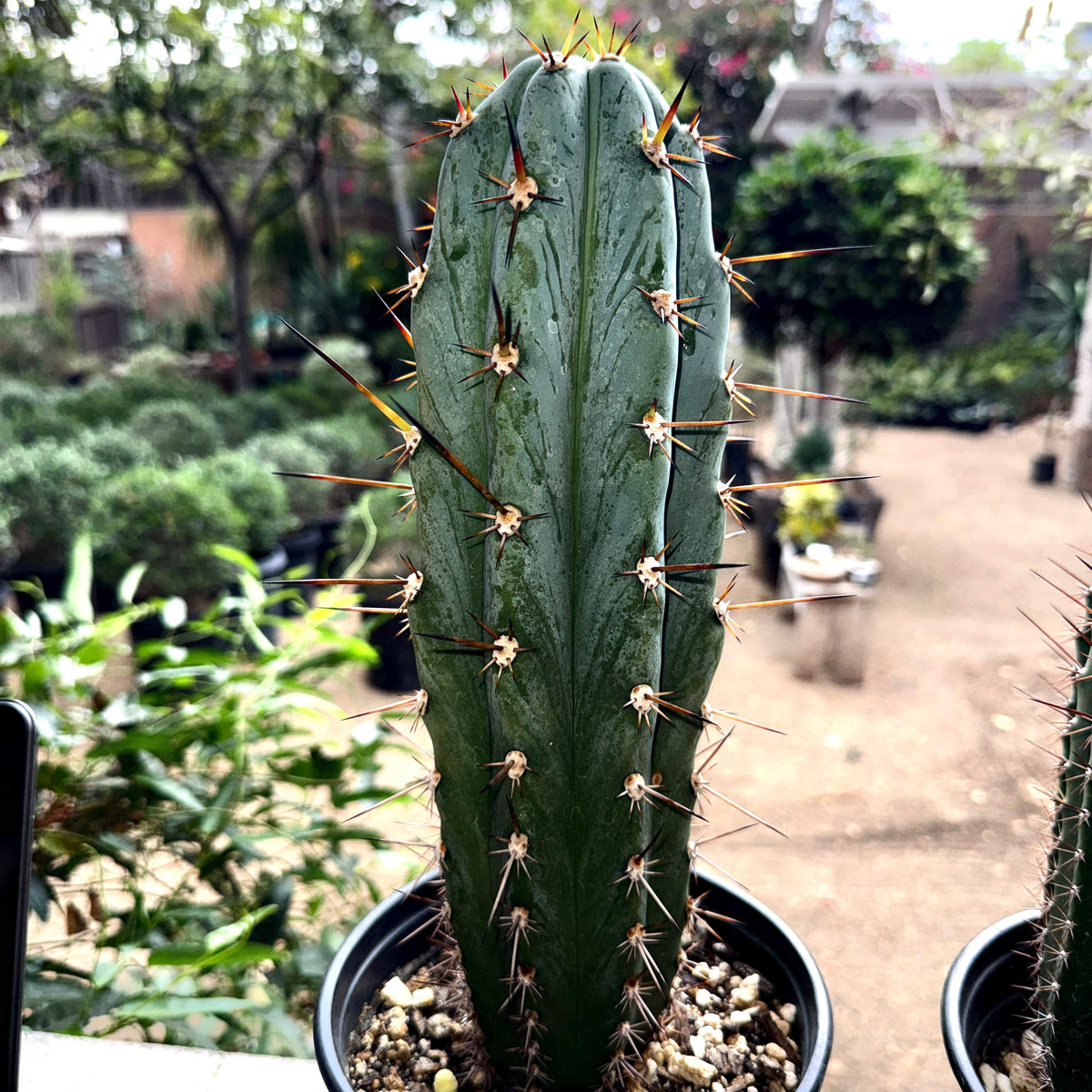 Echinopsis ‘Althea’ × BBG 48.1540 Blue Columnar Cactus