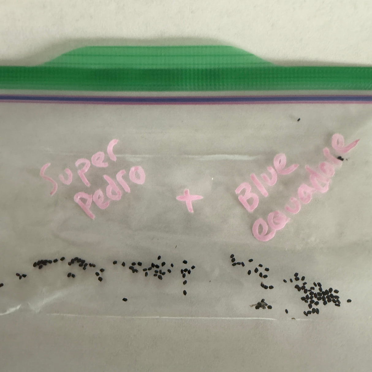 Super Pedro x Ecuador Blue (30 seeds)