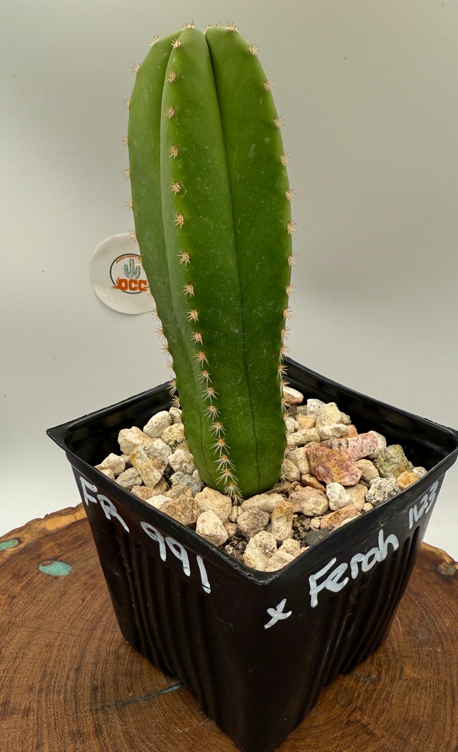 FR 991 x Ferah (Rooted Plants)