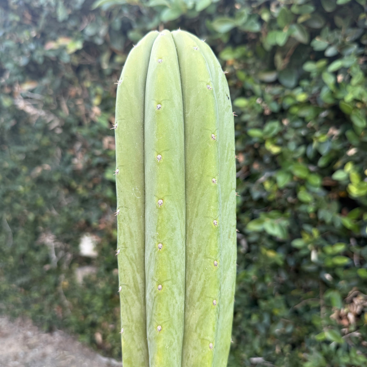 Star Ayacucho (Cuttings)