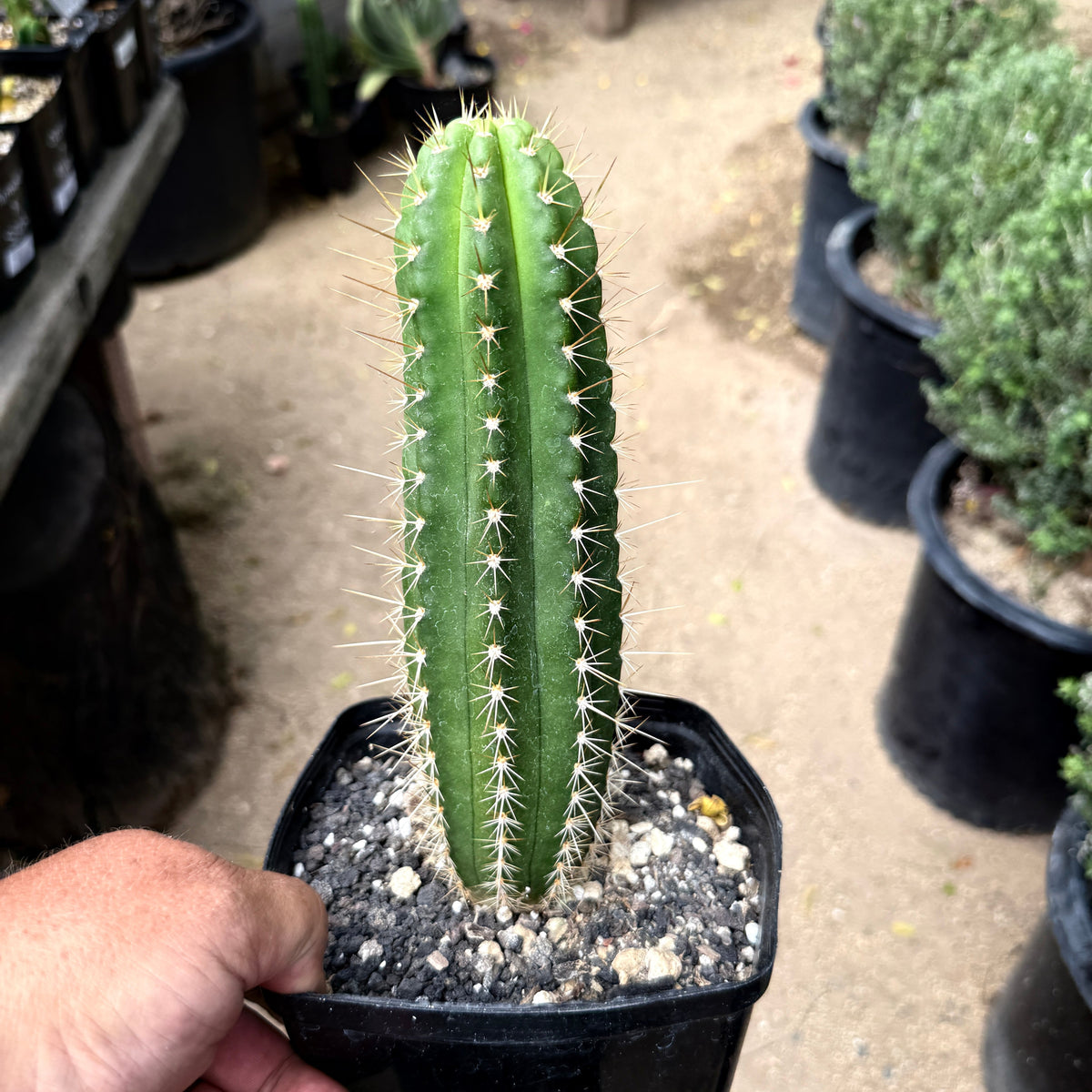 Colossus × VRG – Variegated Columnar Cactus Hybrid