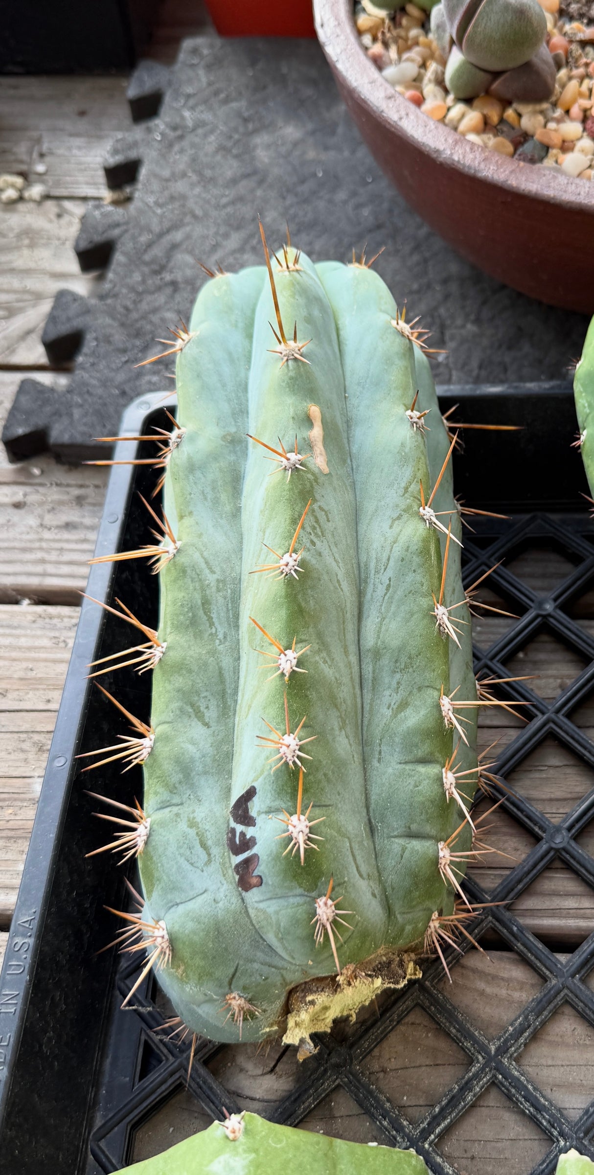 Not Fade Away (Cuttings)