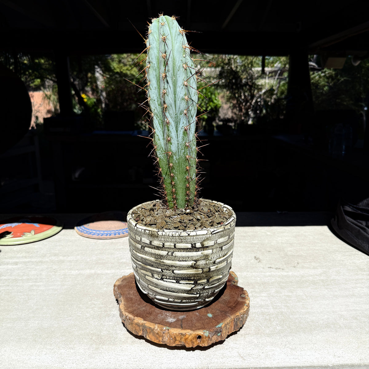 Echinopsis peruviana ‘Althea’ × ‘Sharxx Blue’ Cactus