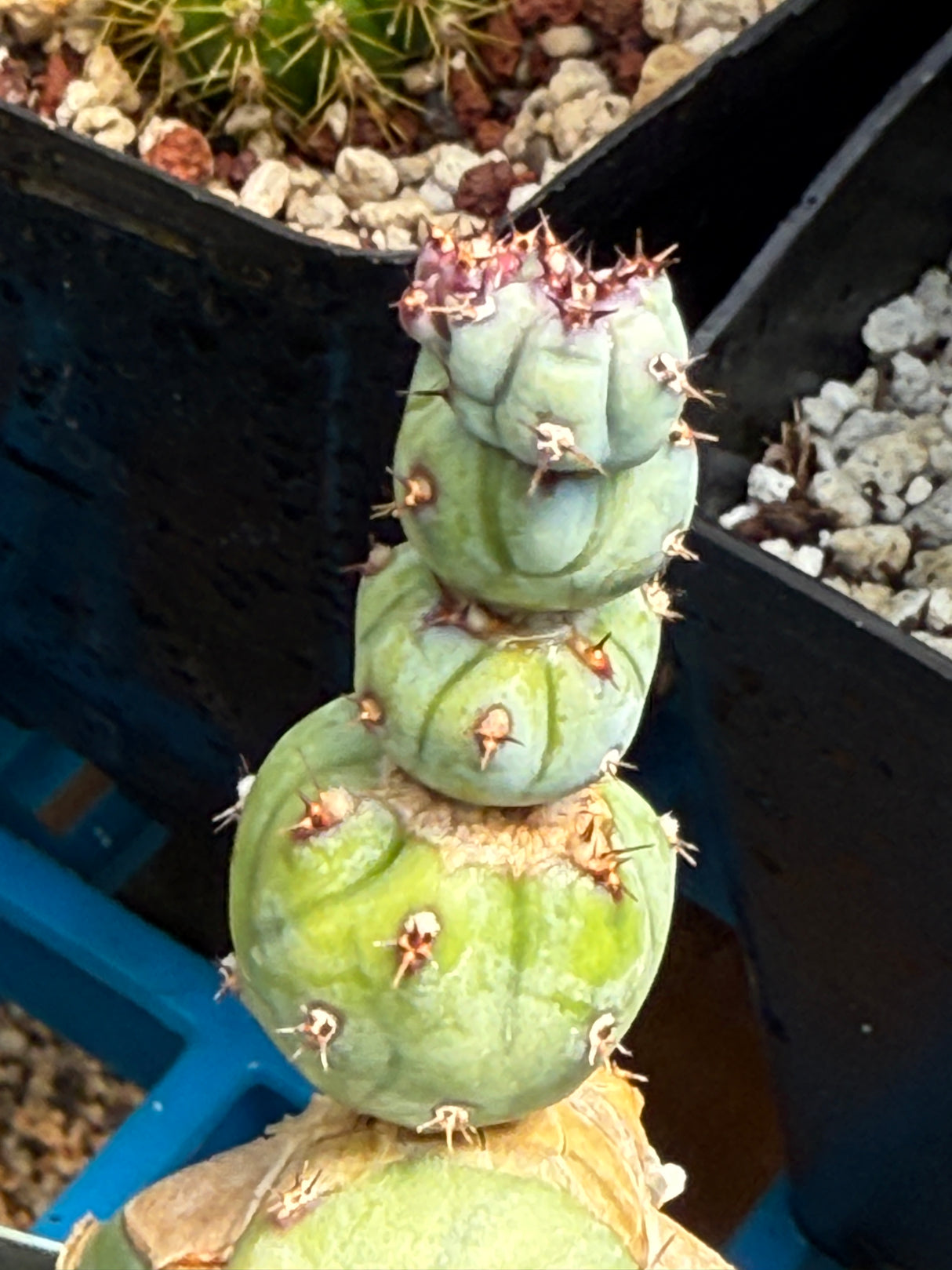Myrtillocactus Geometrizans 'Stacker'