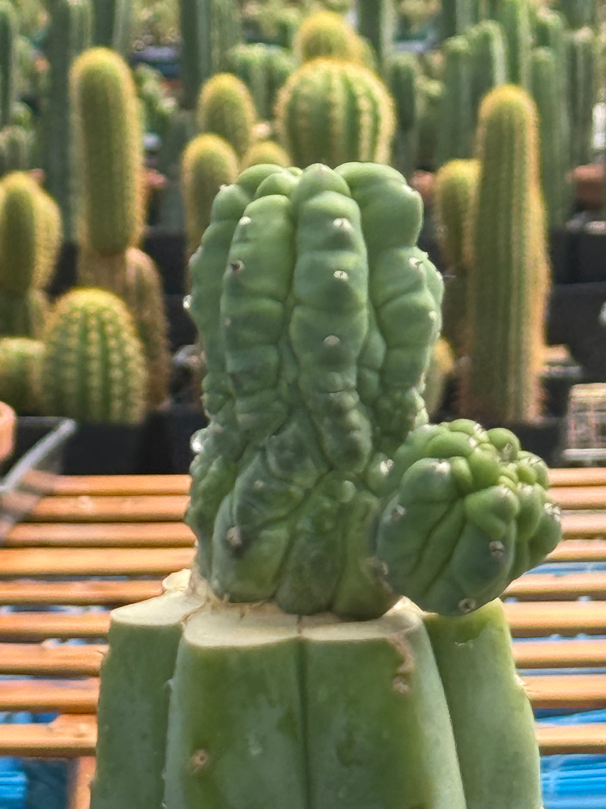 Myrtillocactus geometrizans cv. 'Glorp'