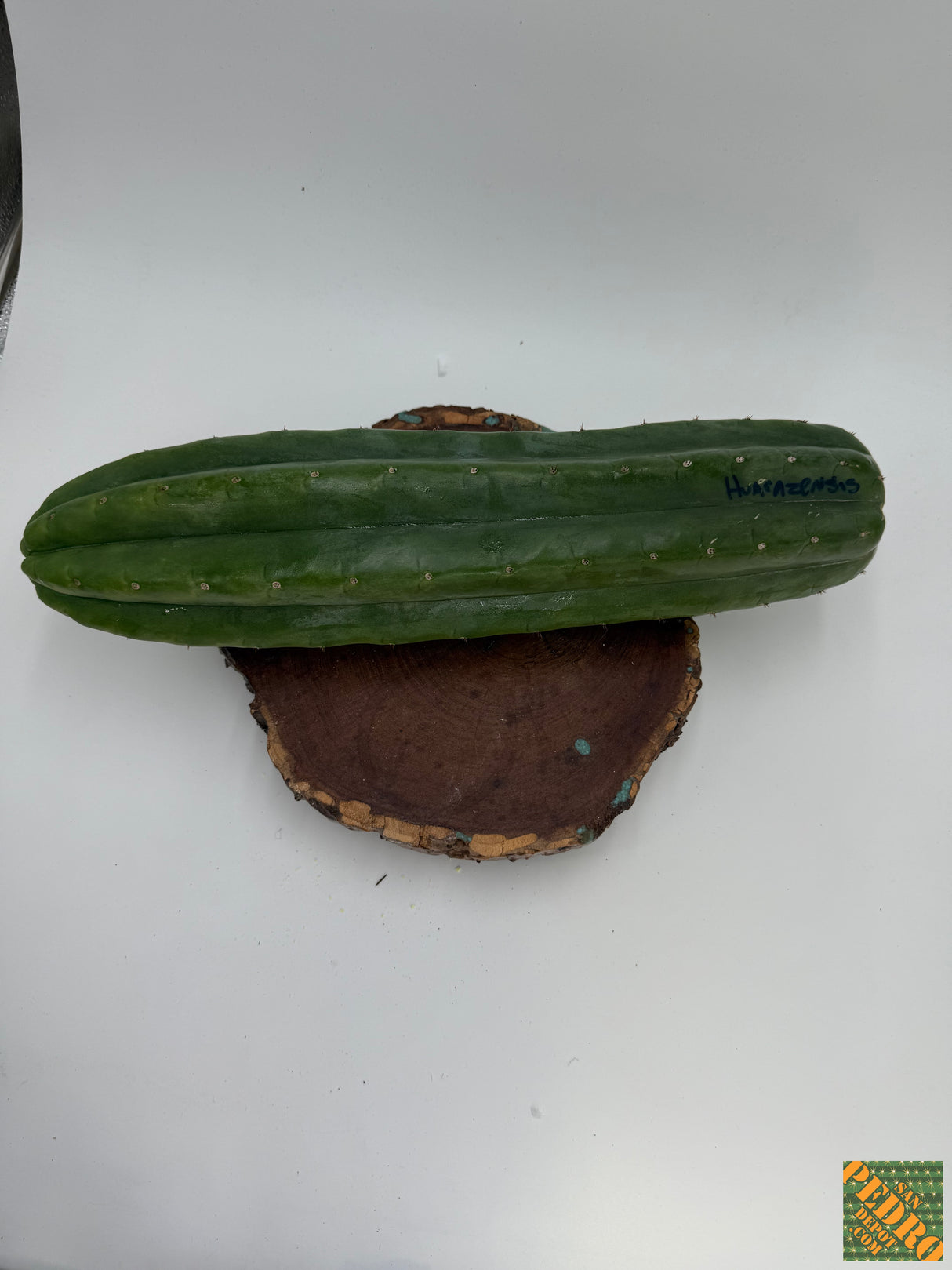 Huancabamba (Cuttings)