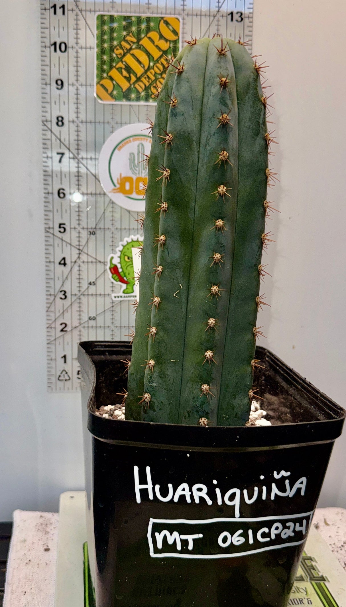 Huariquiña - Columnar Cactus Clone