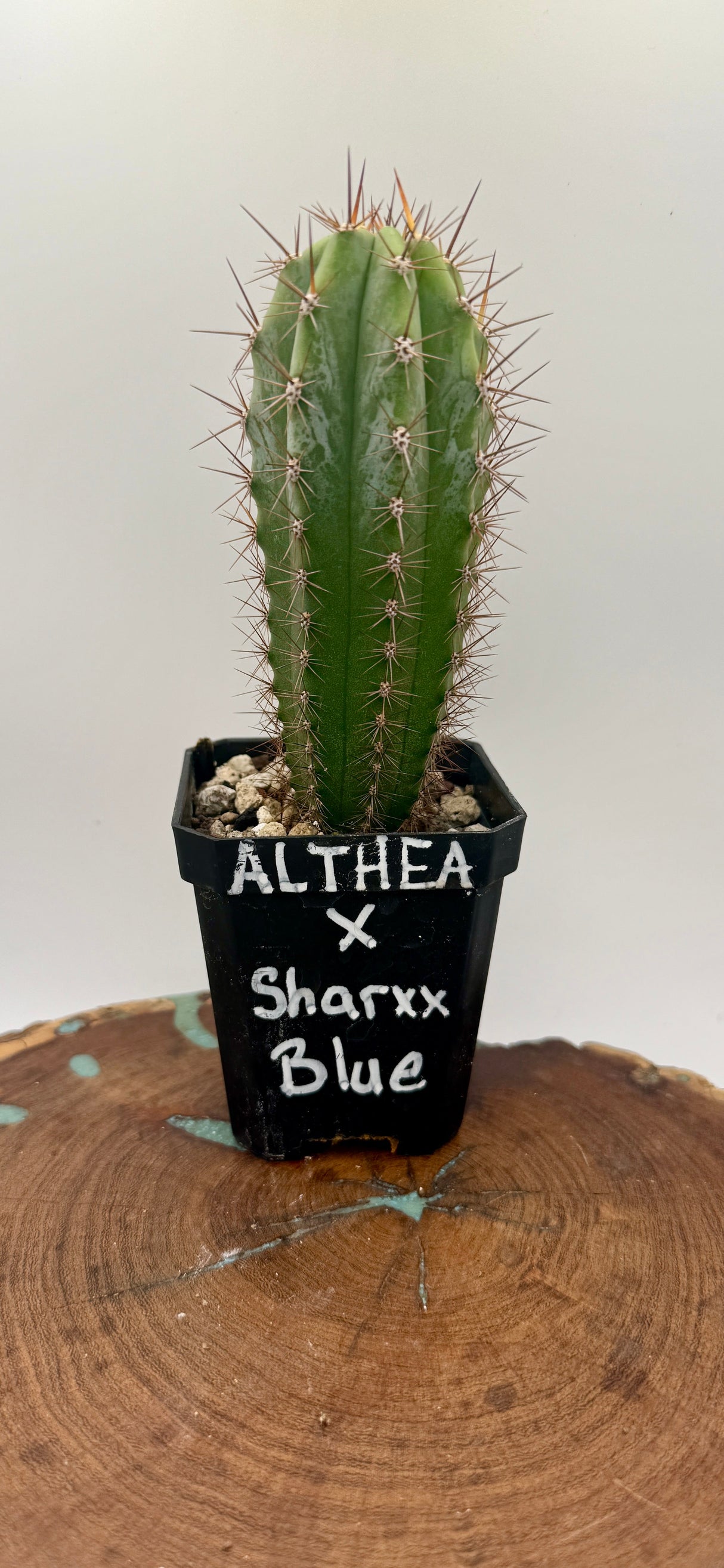 Althea x Sharxx Blue