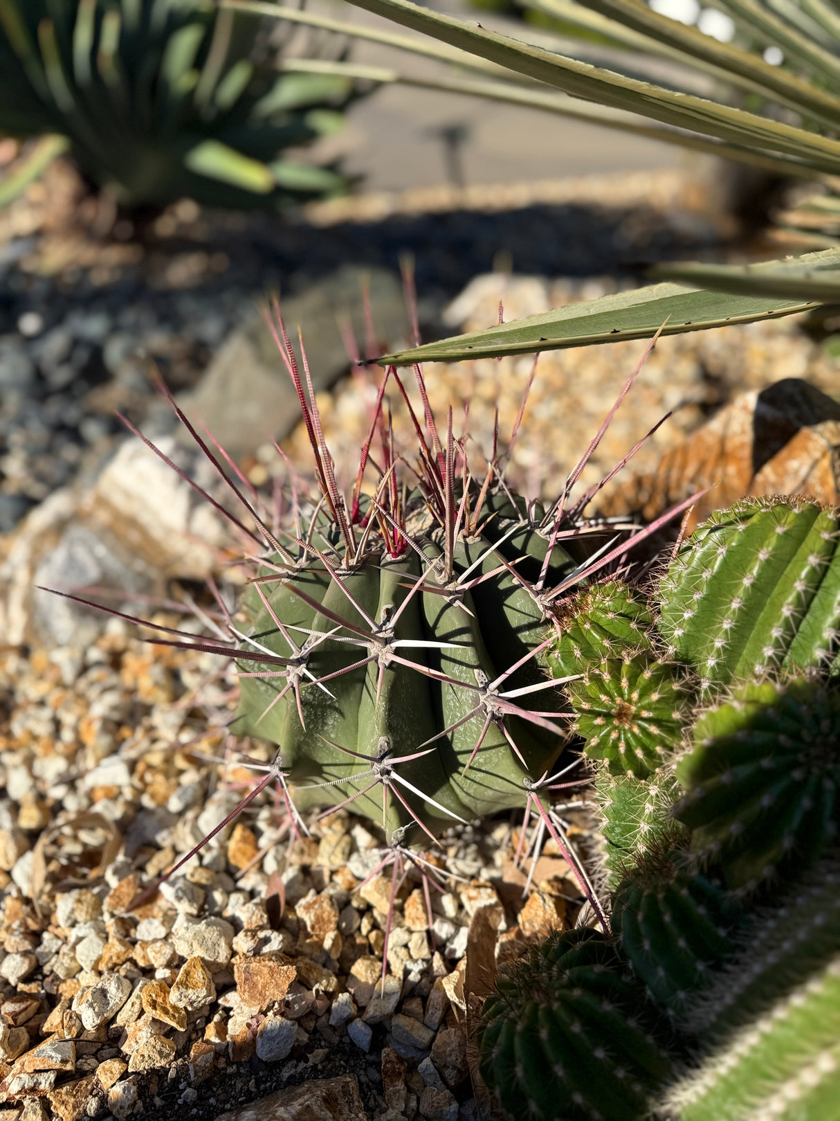 fishhook barrel cactus (Ferocactus wislizeni)