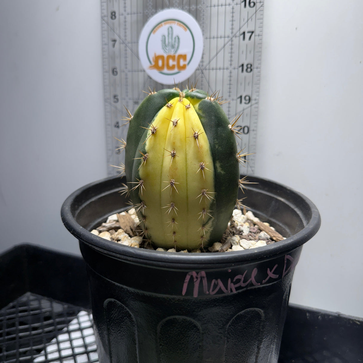 Maipu x Debra - Variegated - Columnar Cactus Hybrid