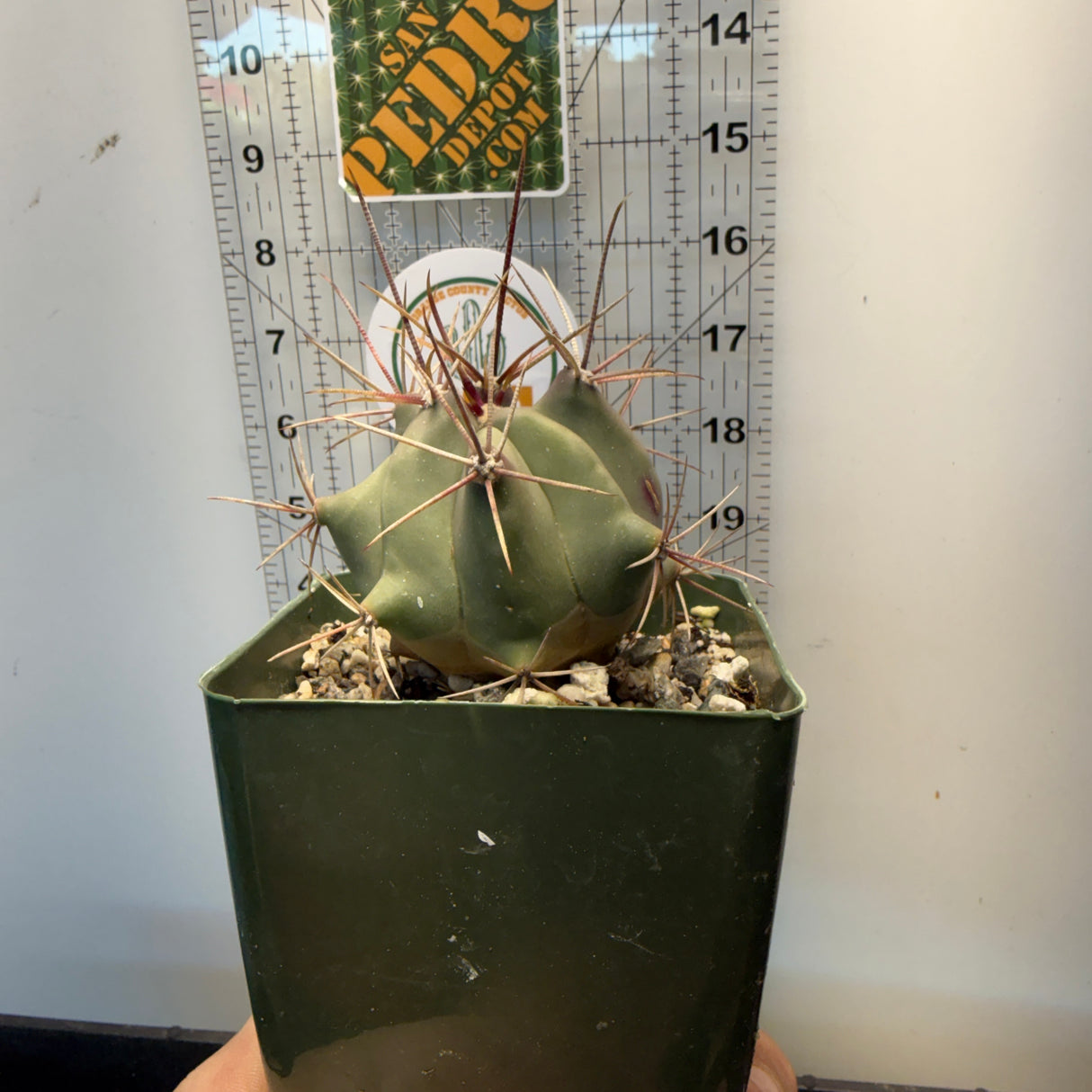 fishhook barrel cactus (Ferocactus wislizeni)