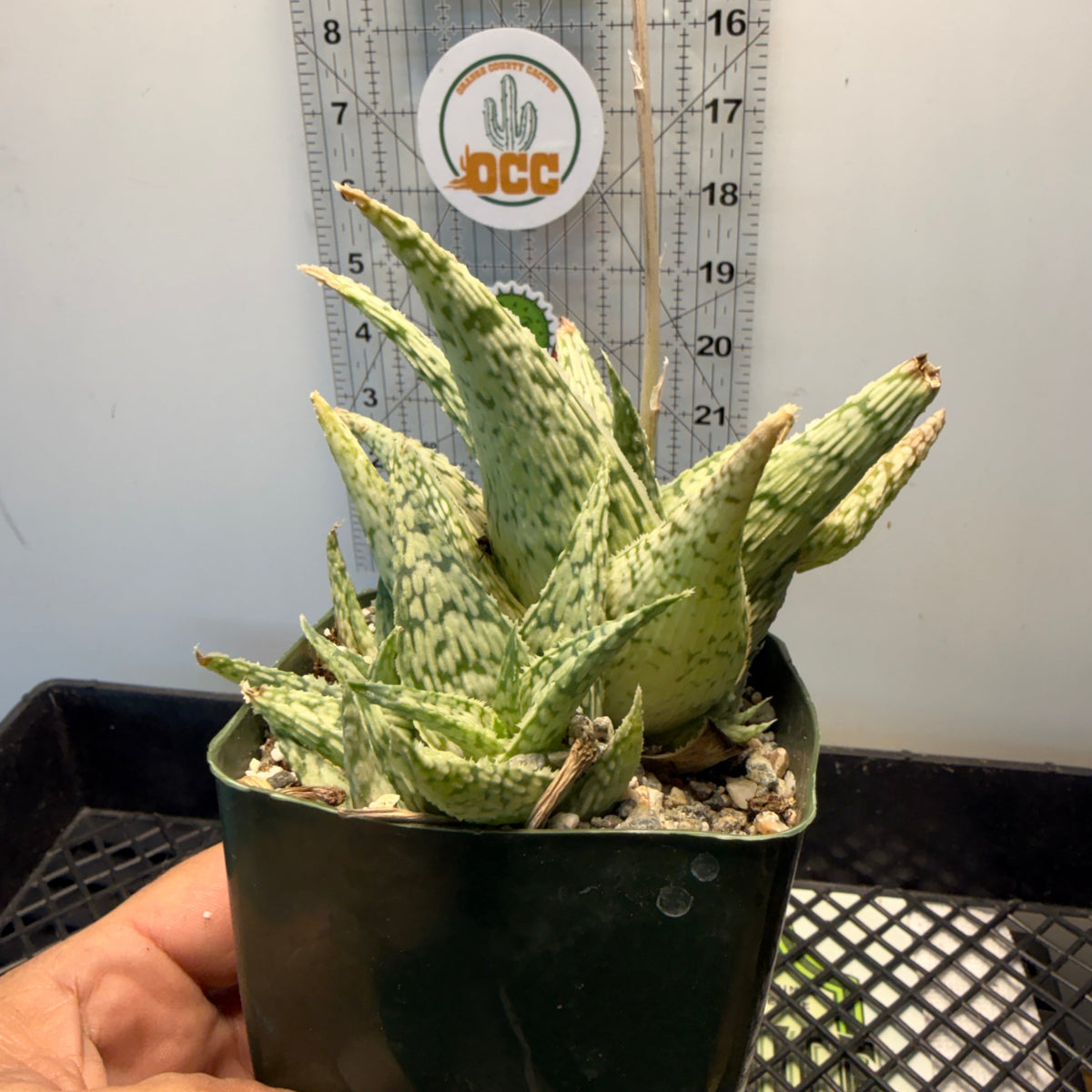 Aloe Doran Black