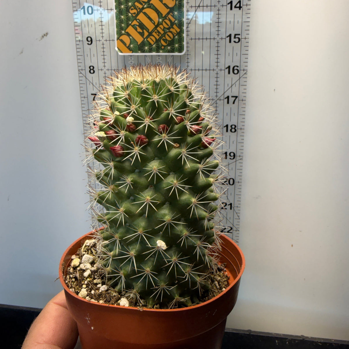 Mammillaria Backebergiana