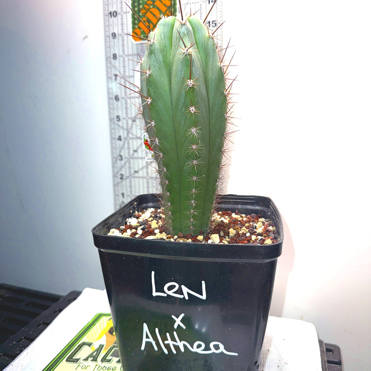 LEN x ALTHEA - Columnar Cactus Hybrid