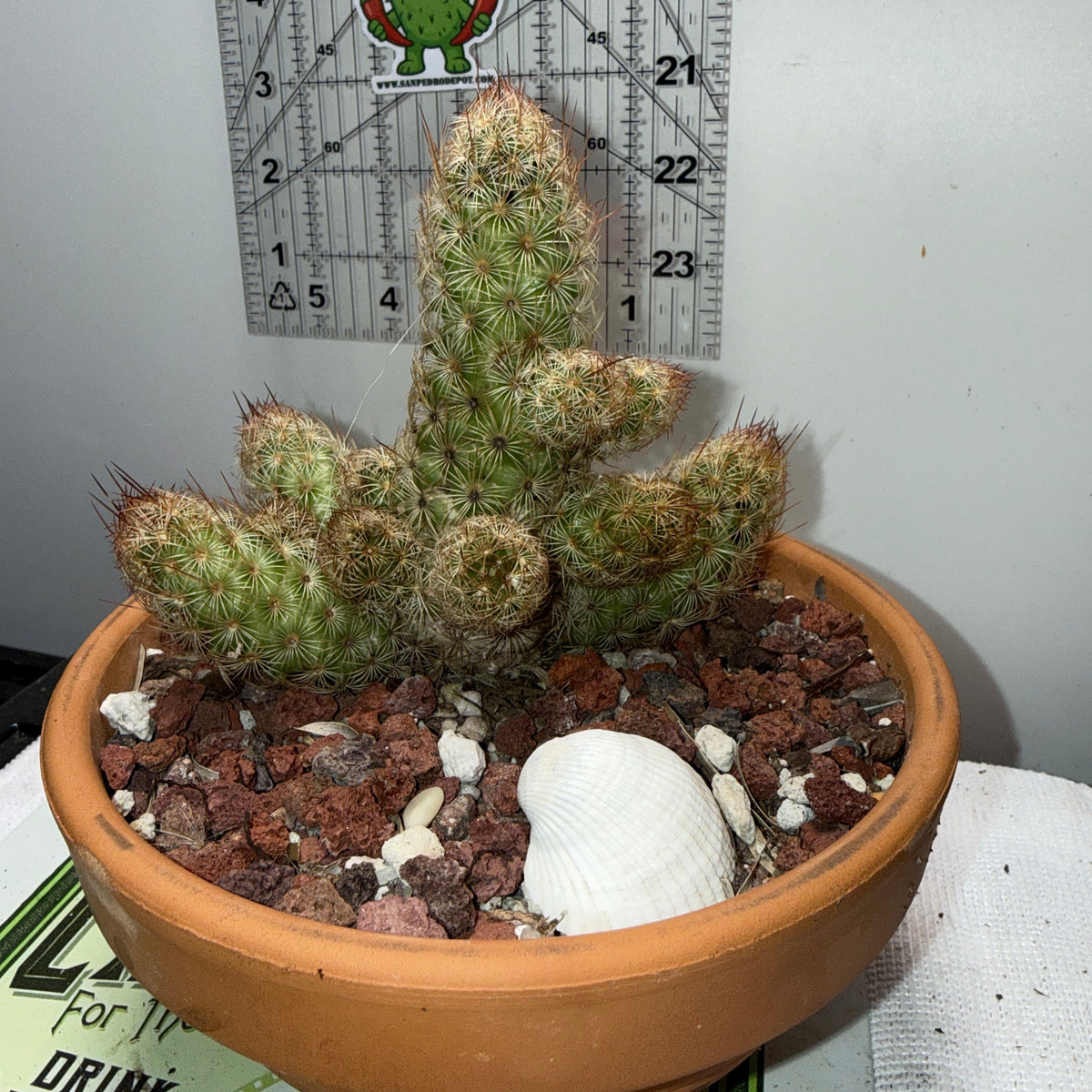 Mammillaria Elongata - Ladyfinger Cactus