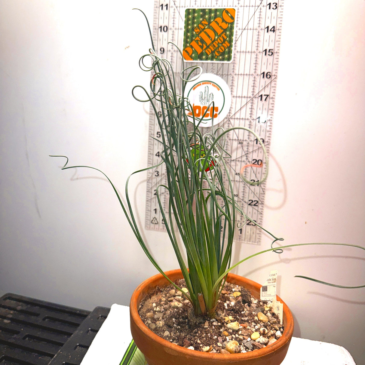 Albuca spiralis - "Frizzle Sizzle"