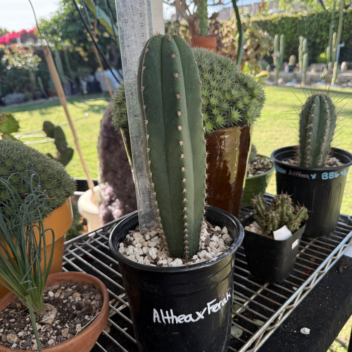 ALTHEA x FERAH - Columnar Cactus Hybrid
